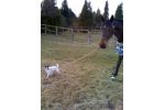 R�partition des r�les